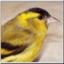 Carduelis spinus - Erlenzeisig 22.jpg